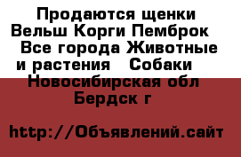 Продаются щенки Вельш Корги Пемброк  - Все города Животные и растения » Собаки   . Новосибирская обл.,Бердск г.